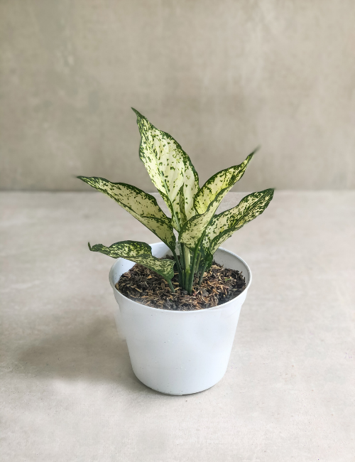 Aglaonema Snow White