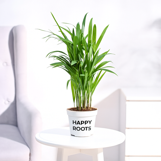 Areca Palm Plant