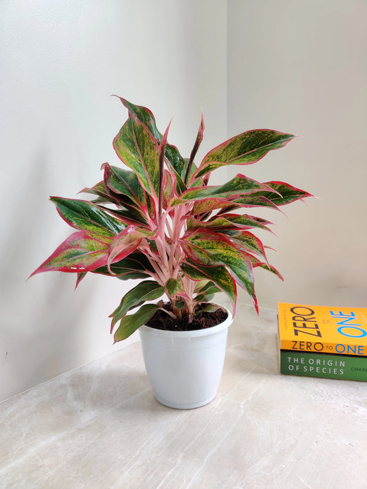 Aglaonema Red Lipstick