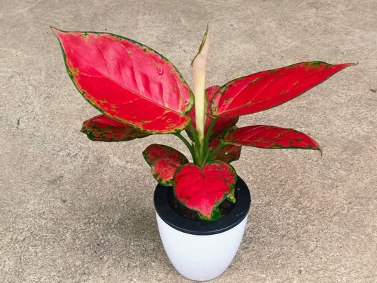 Aglaonema Red Valentine