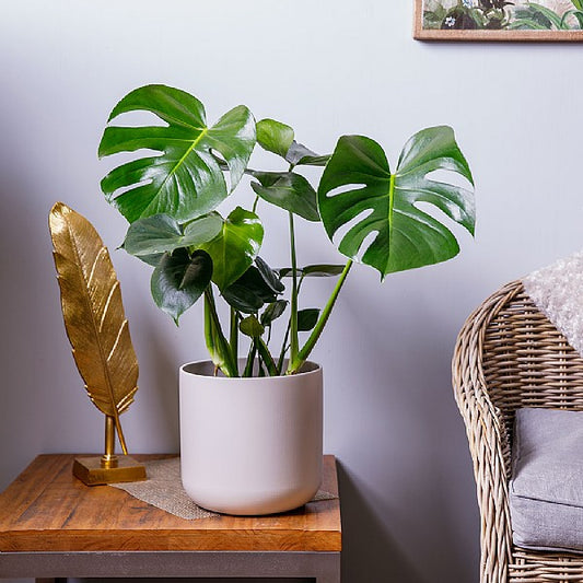 Monstera Deliciosa (Swiss Cheese Plant)