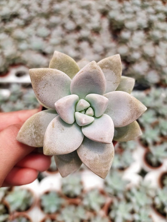 Succulent Plant (Pachyveria 'Opalina')