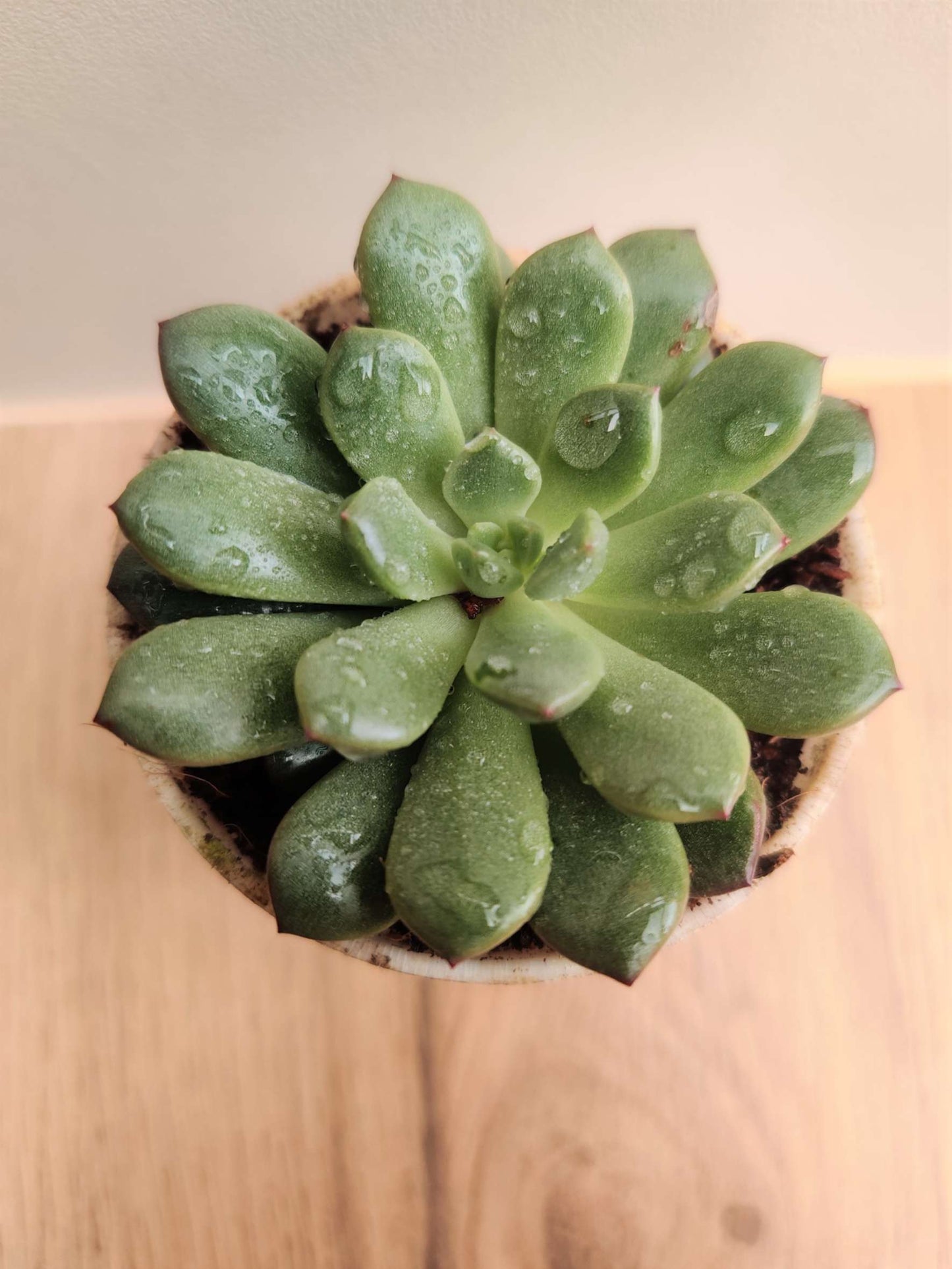 Succulent Echeveria ‘Green Goddess’