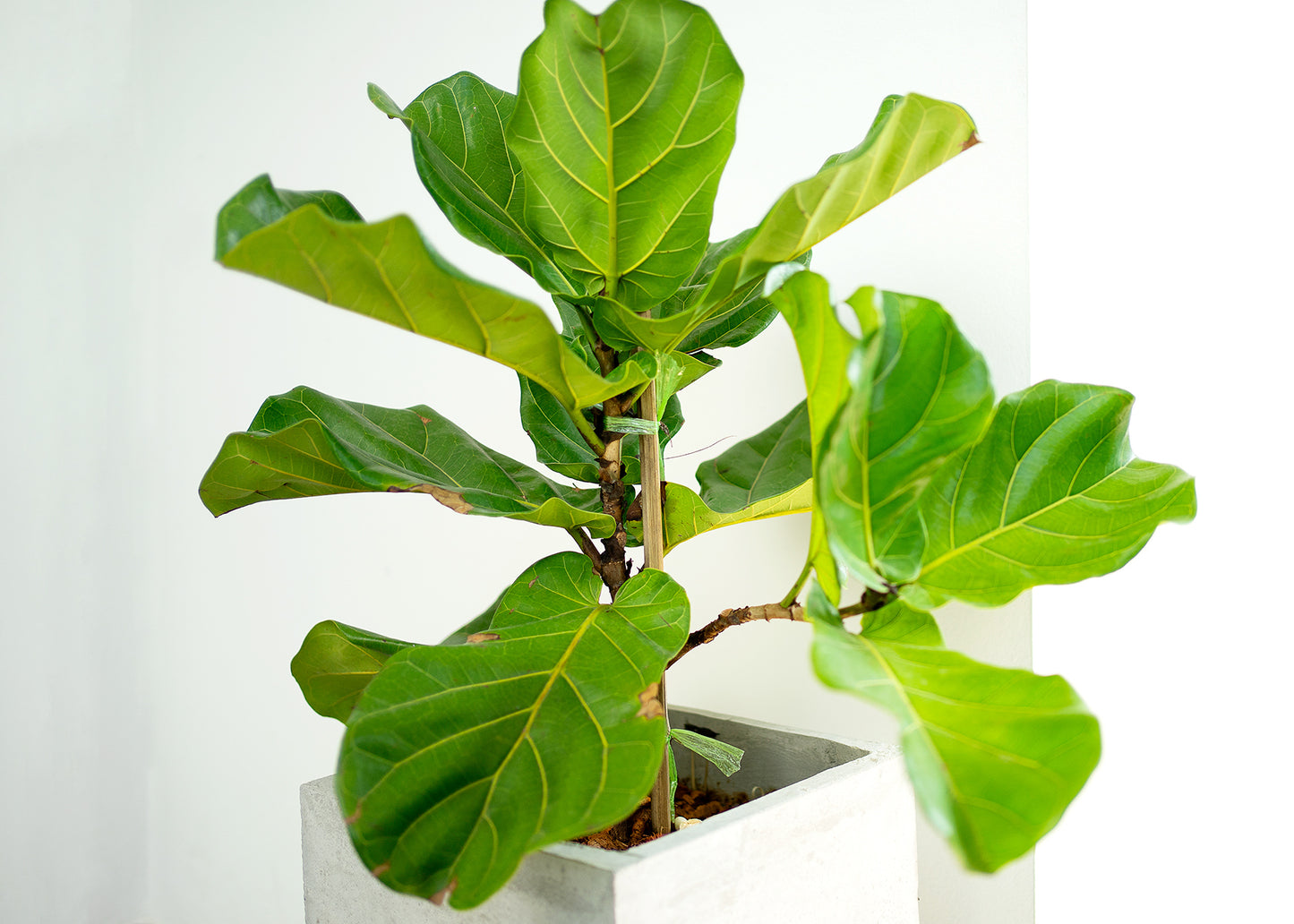 Fiddle Leaf Fig (Fiddle Leaf)